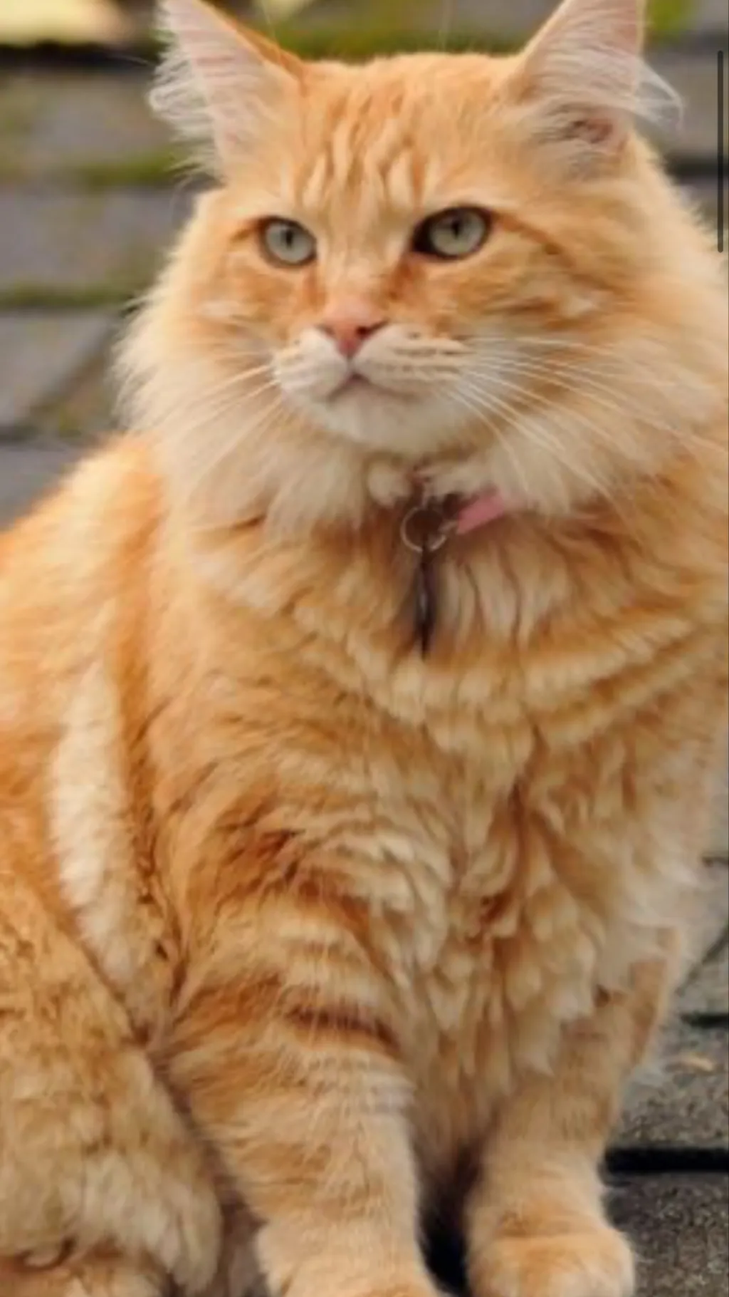 ai character: None background