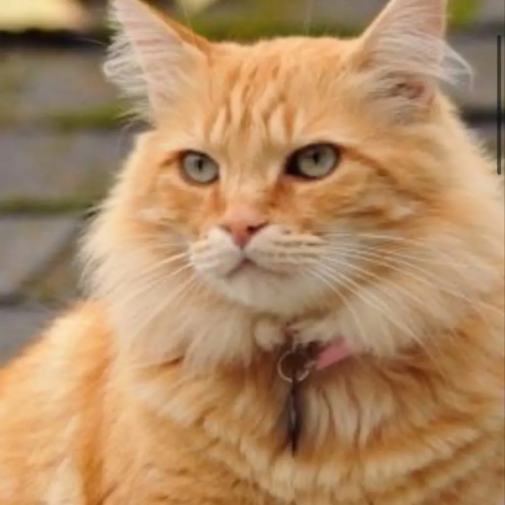 chat with ai character: None