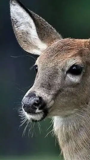 ai character: the deer store background