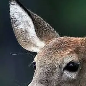chat with ai character: the deer store