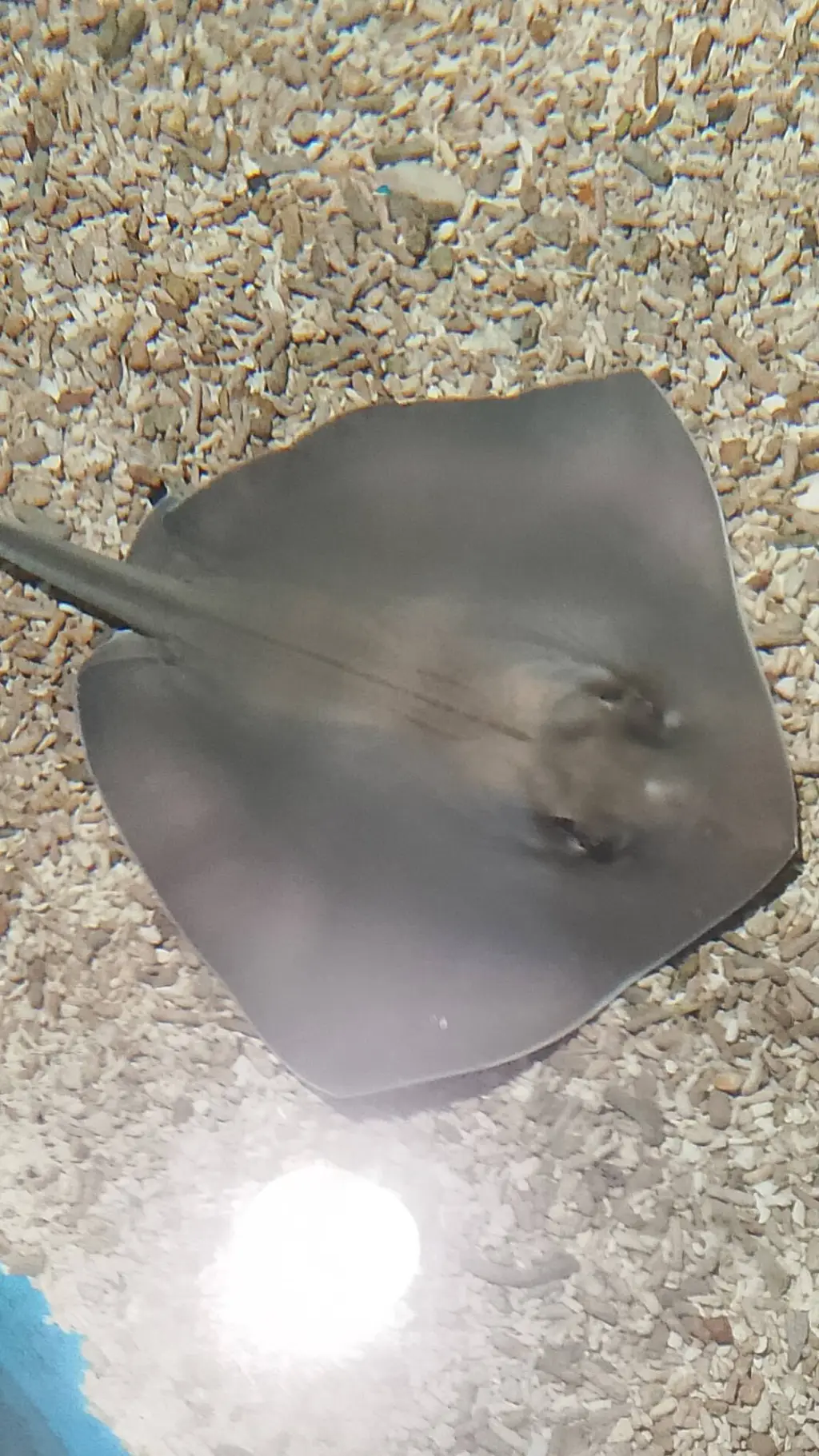 ai character: mant ray background