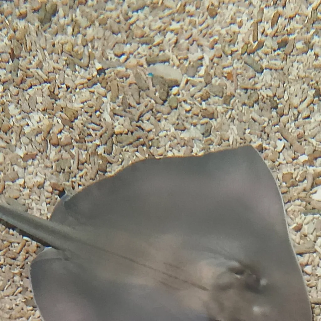 chat with ai character: mant ray