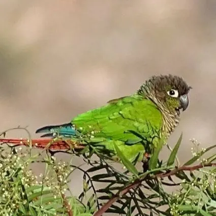 chat with ai character: mi kiki 