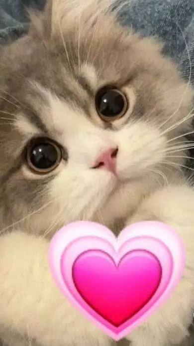 ai character: Amor loco  background