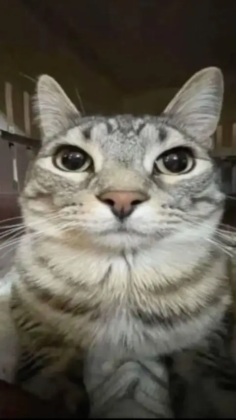 Talkie AI - Chat with sprunki furry apo.