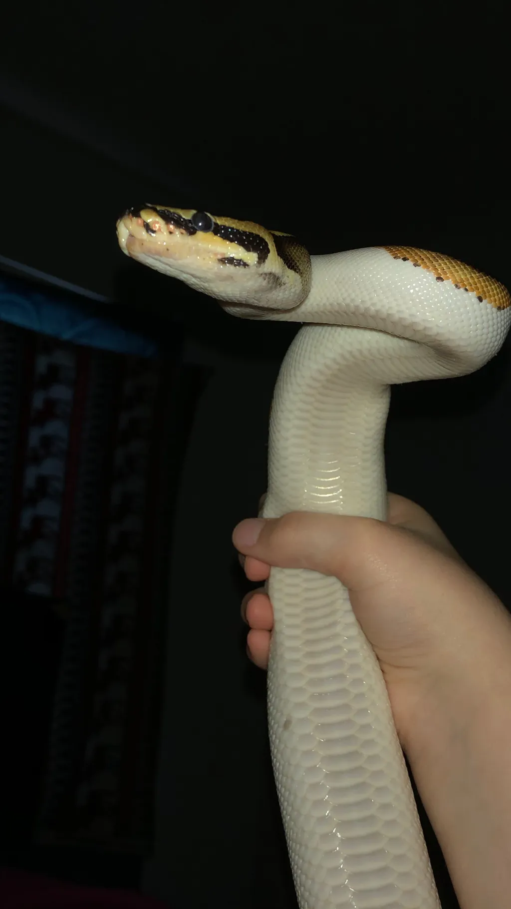 ai character: My goofy snakey :3 background
