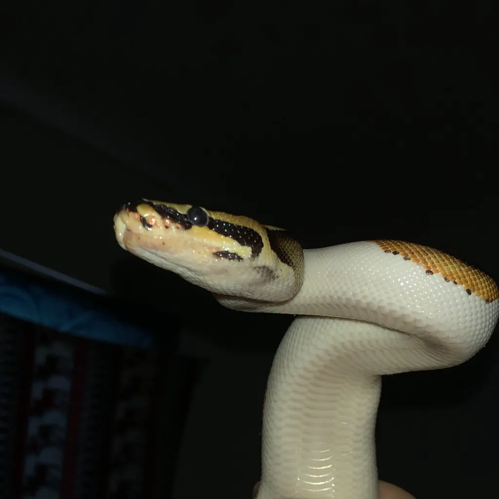 chat with ai character: My goofy snakey :3