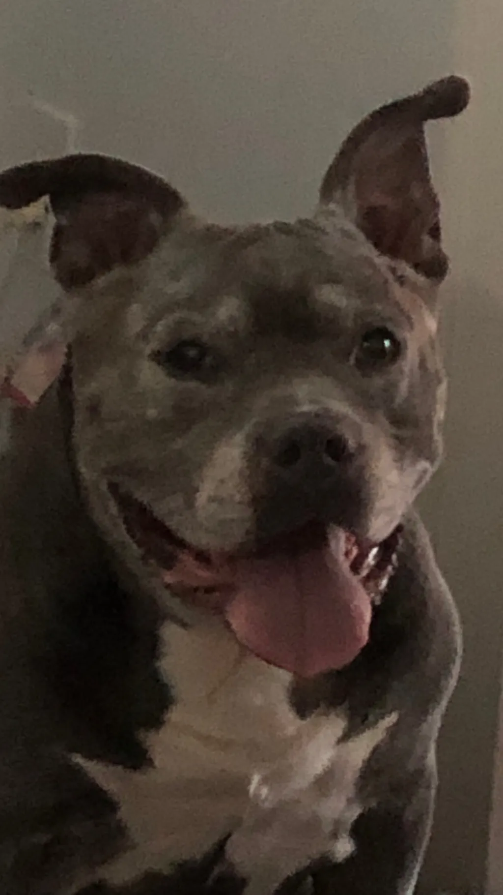 ai character: Piggy 💔 background