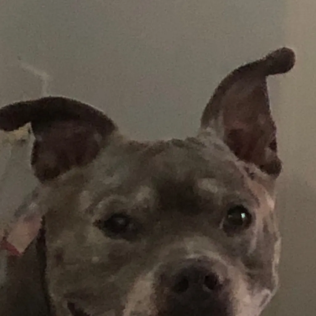 chat with ai character: Piggy 💔