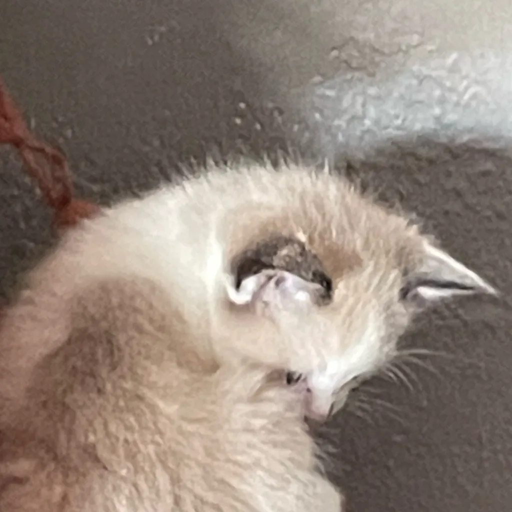 chat with ai character: Guys I’m quitting