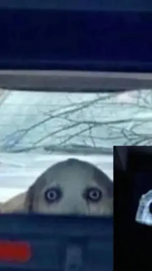 ai character: dog  creepy in car background
