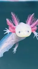 ai character: Axolotl￼ background