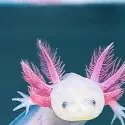 chat with ai character: Axolotl￼