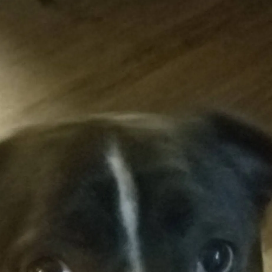 chat with ai character: sprunki family 