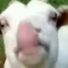 chat with ai character: flowey goat