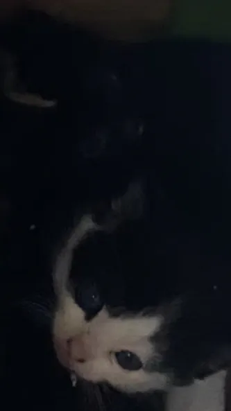 ai character: Hashira picture  background