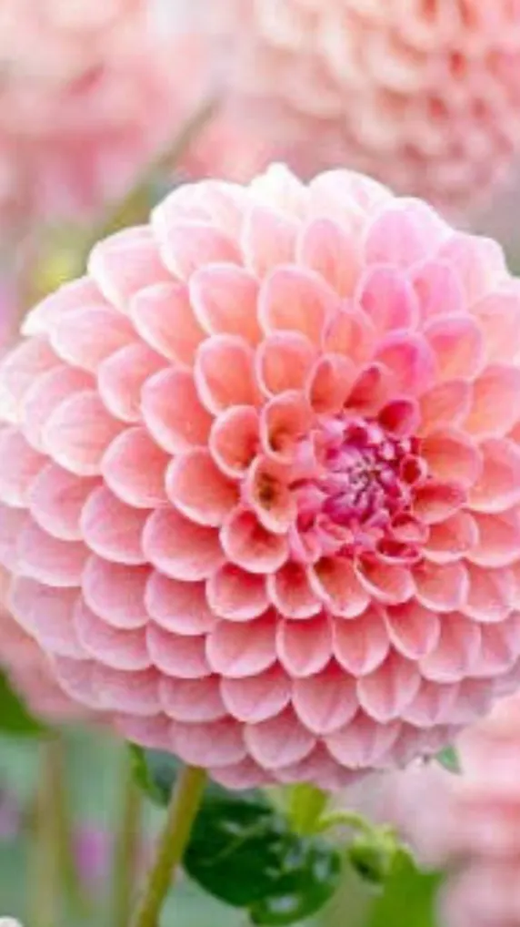 ai character: Gorilla tag au pt2 background