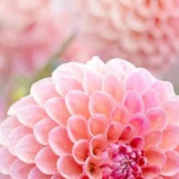 chat with ai character: Gorilla tag au pt2