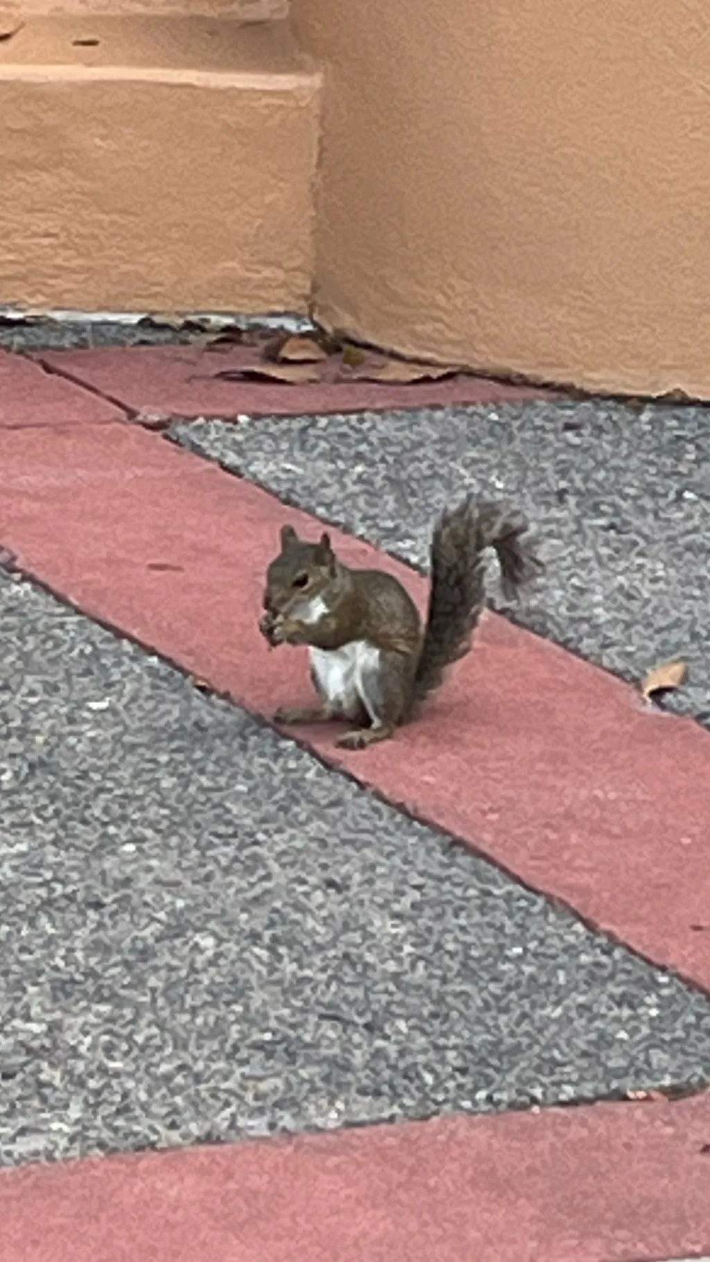 ai character: Squirrel background