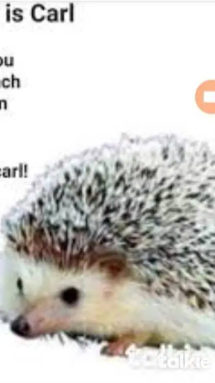 ai character: Carl the hedgehog background