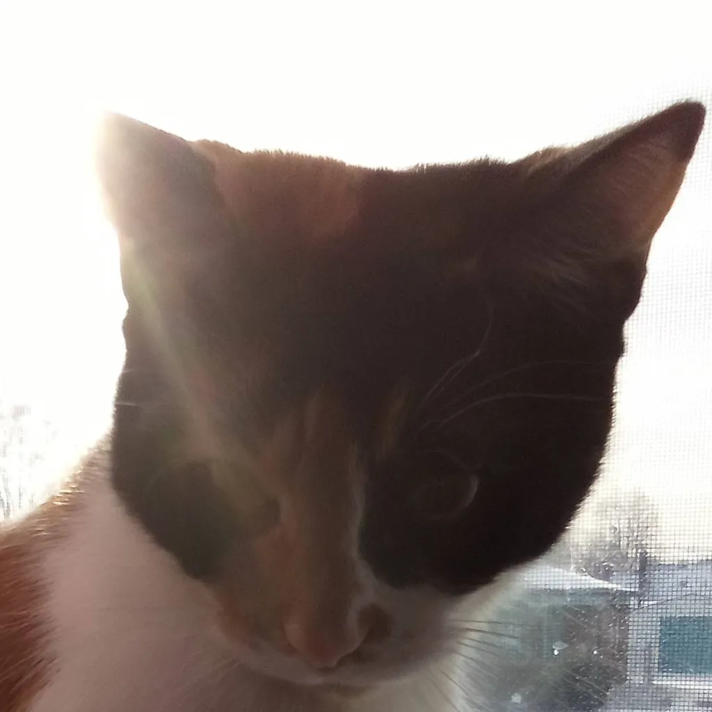 chat with ai character: sapphire and piper