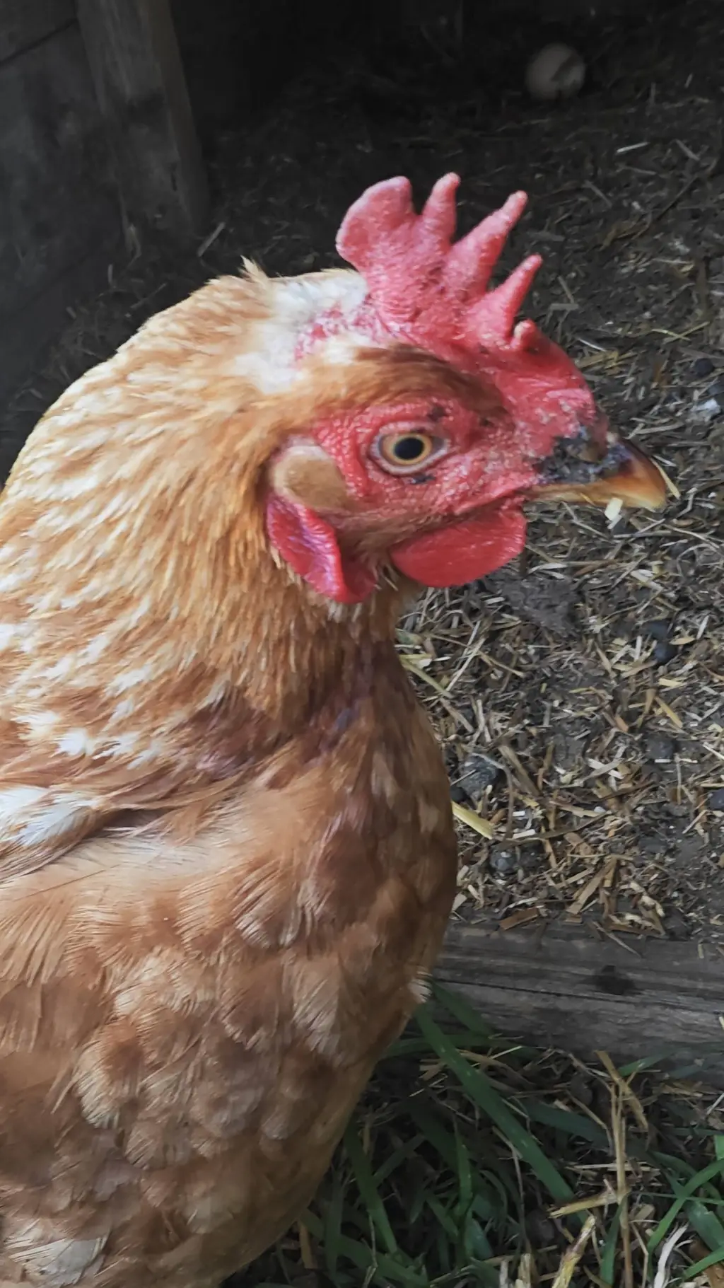 ai character: vestina  background