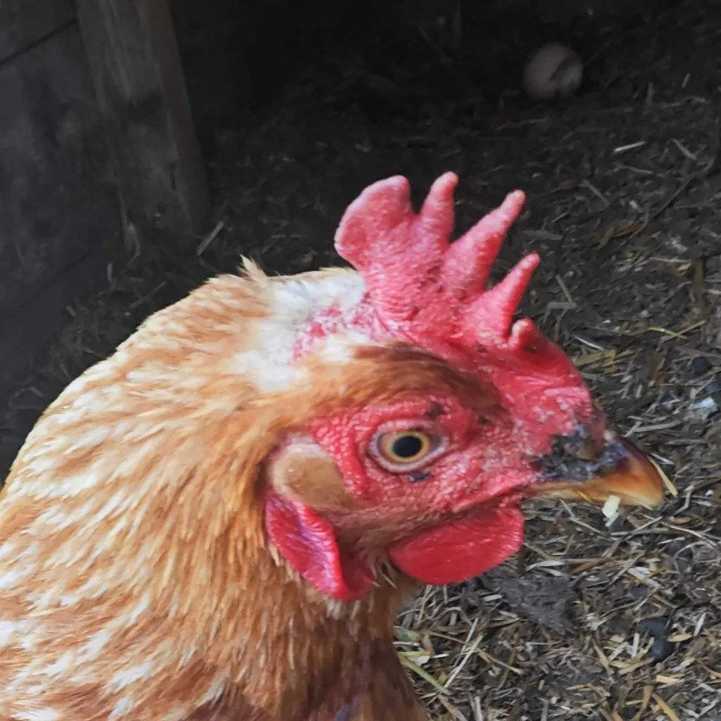 chat with ai character: vestina 