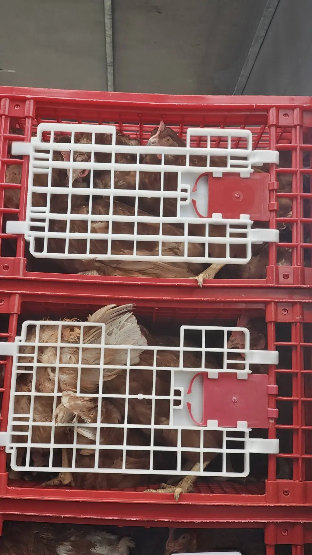 ai character: Brice lahy background