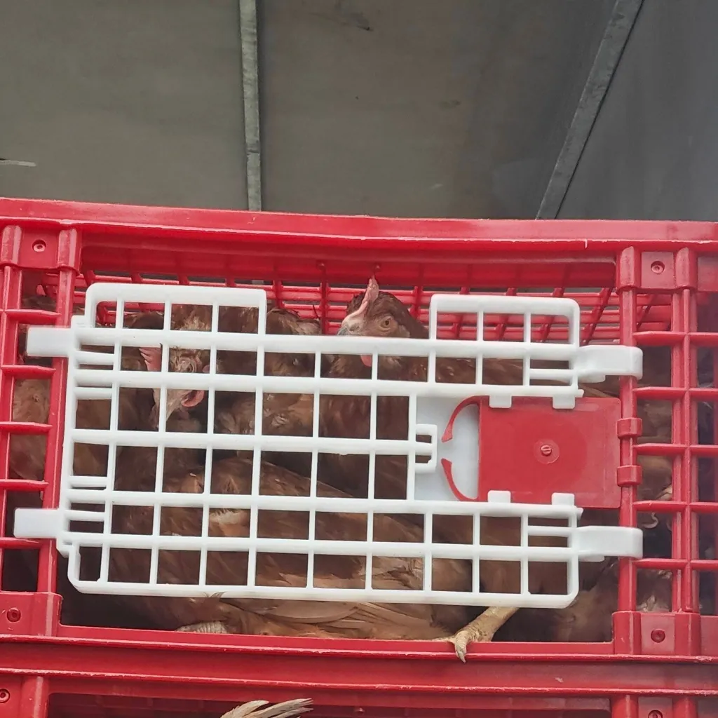 chat with ai character: Brice lahy