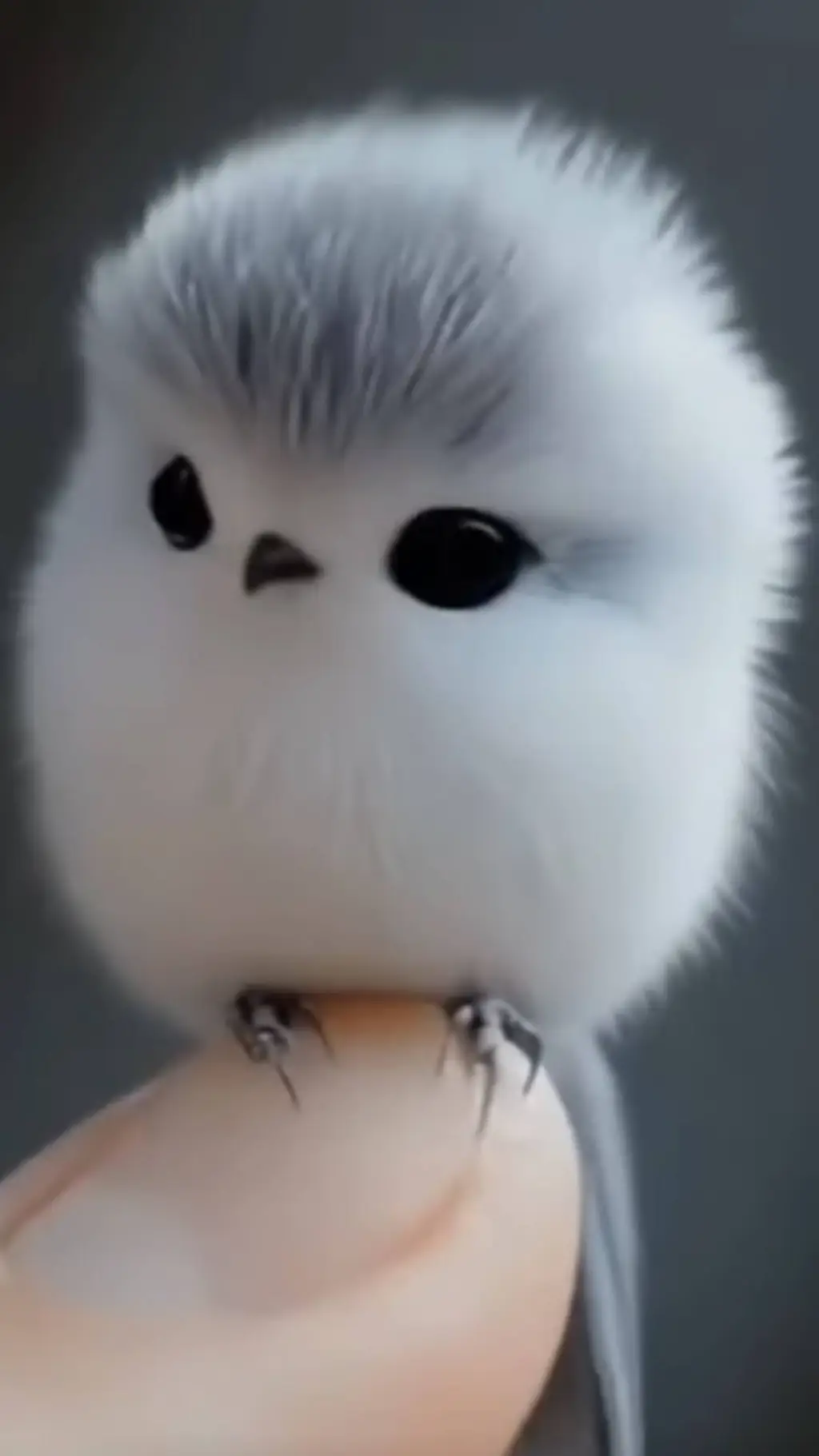 ai character: doudou background