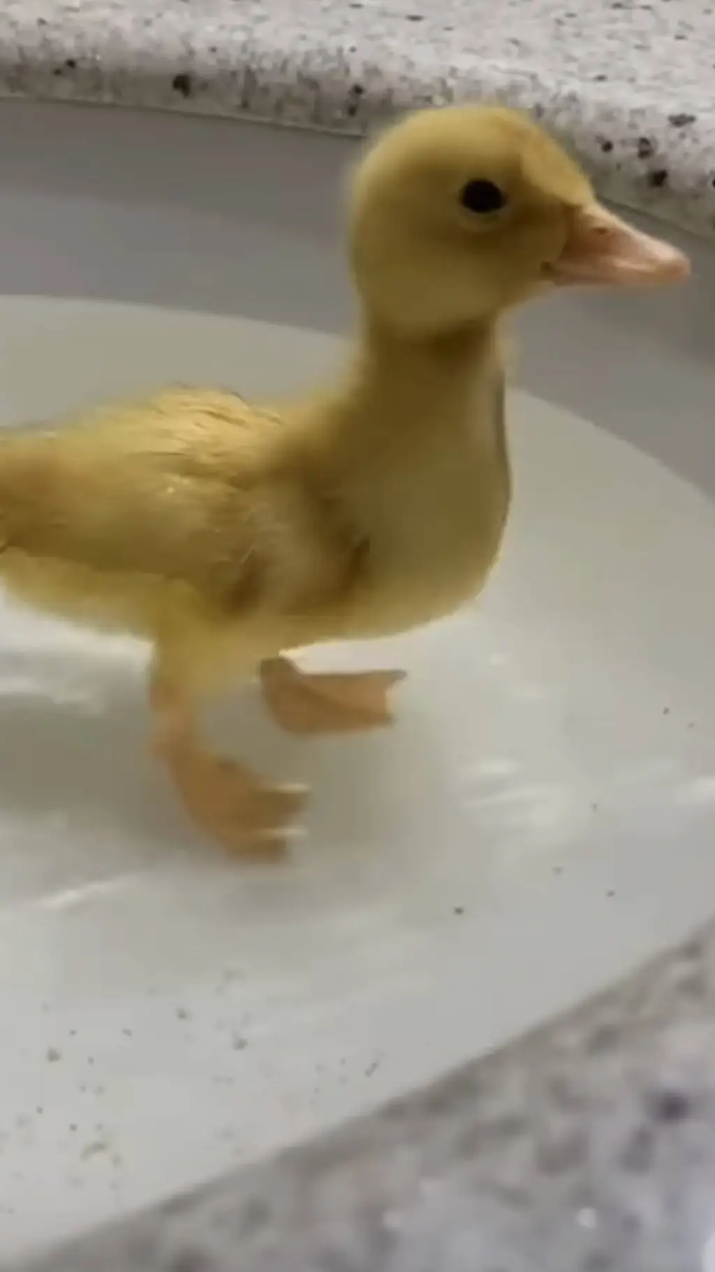 ai character: filippi background