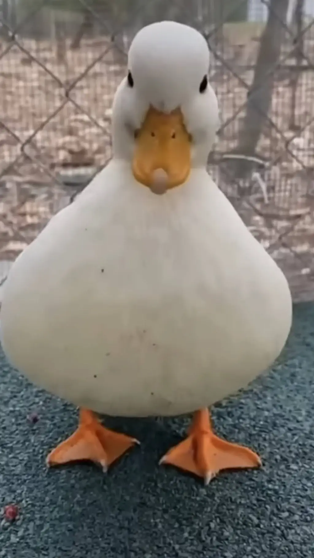 ai character: filippi  background