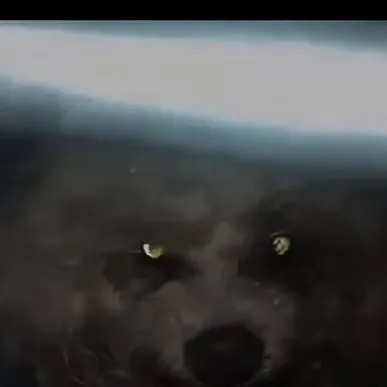 chat with ai character: Skinwalker 