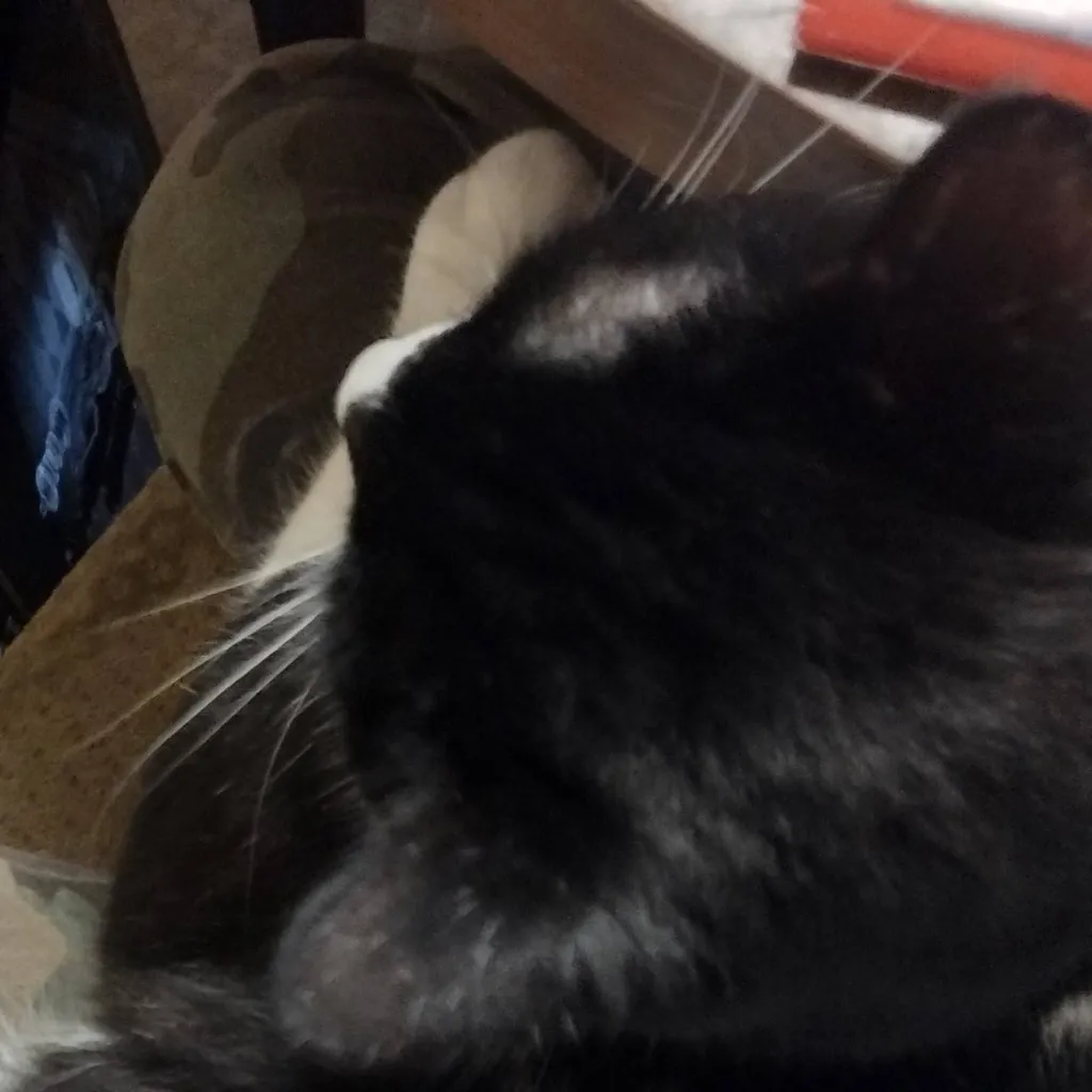 chat with ai character: meeseeks