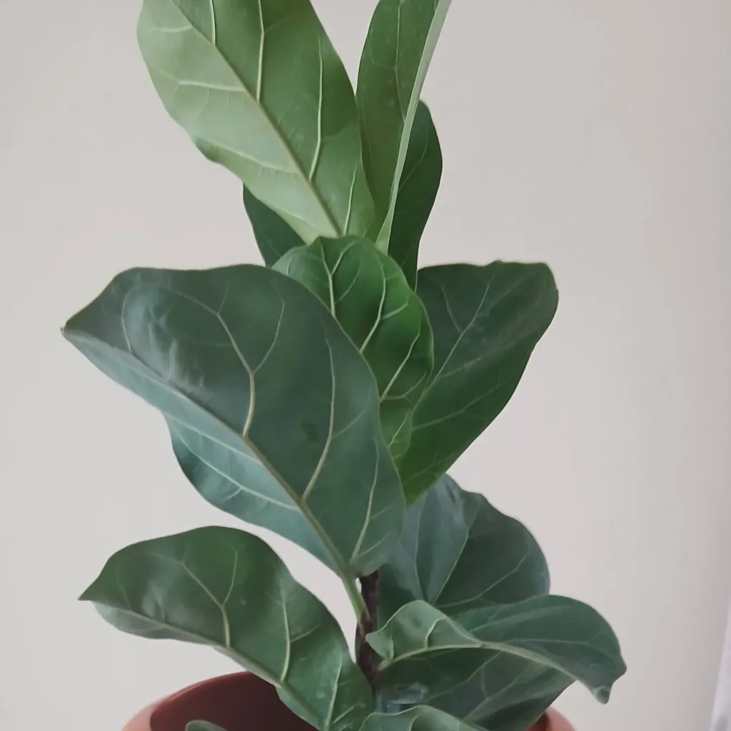 chat with ai character: Vase