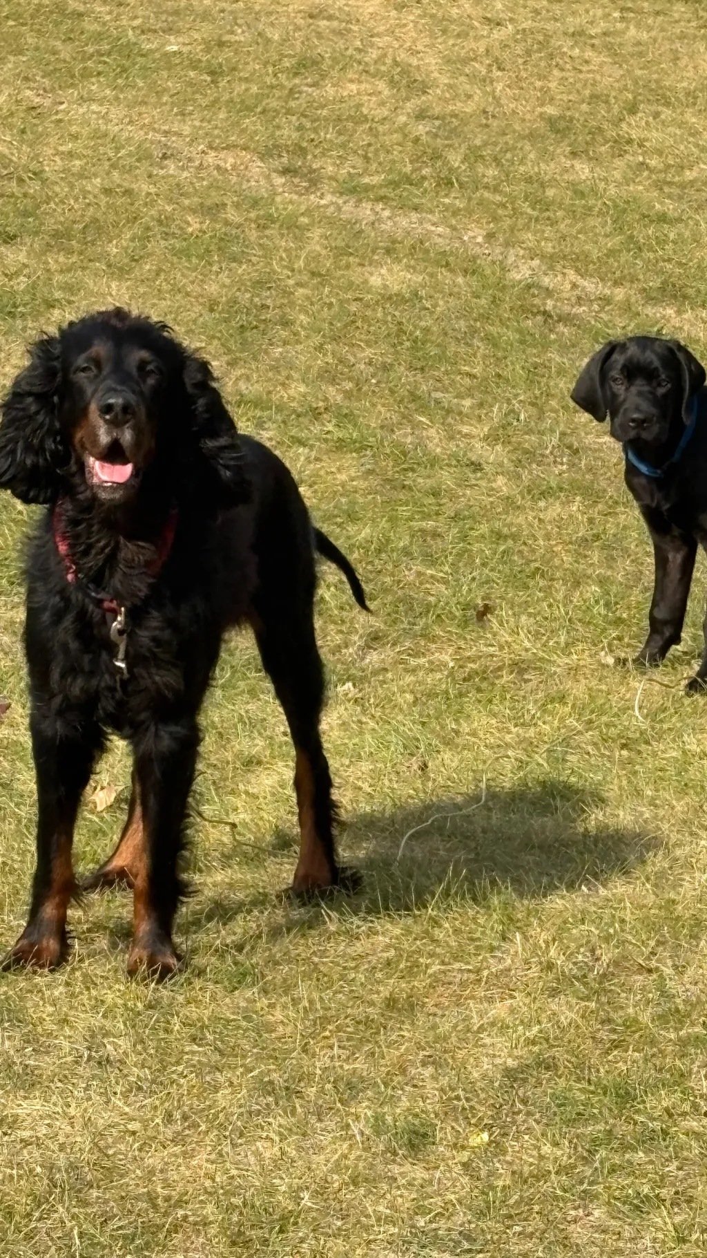 ai character: Male dogs background