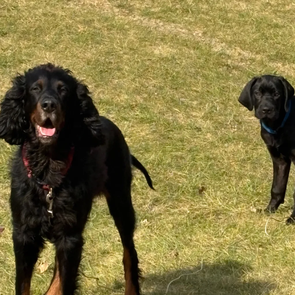 chat with ai character: Male dogs