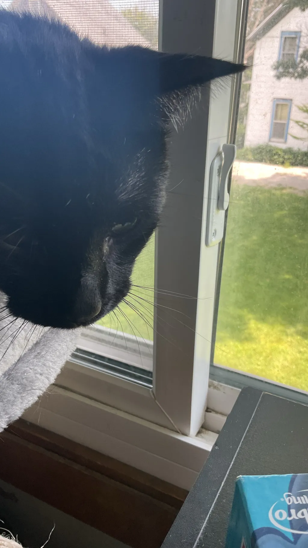 ai character: Echo background