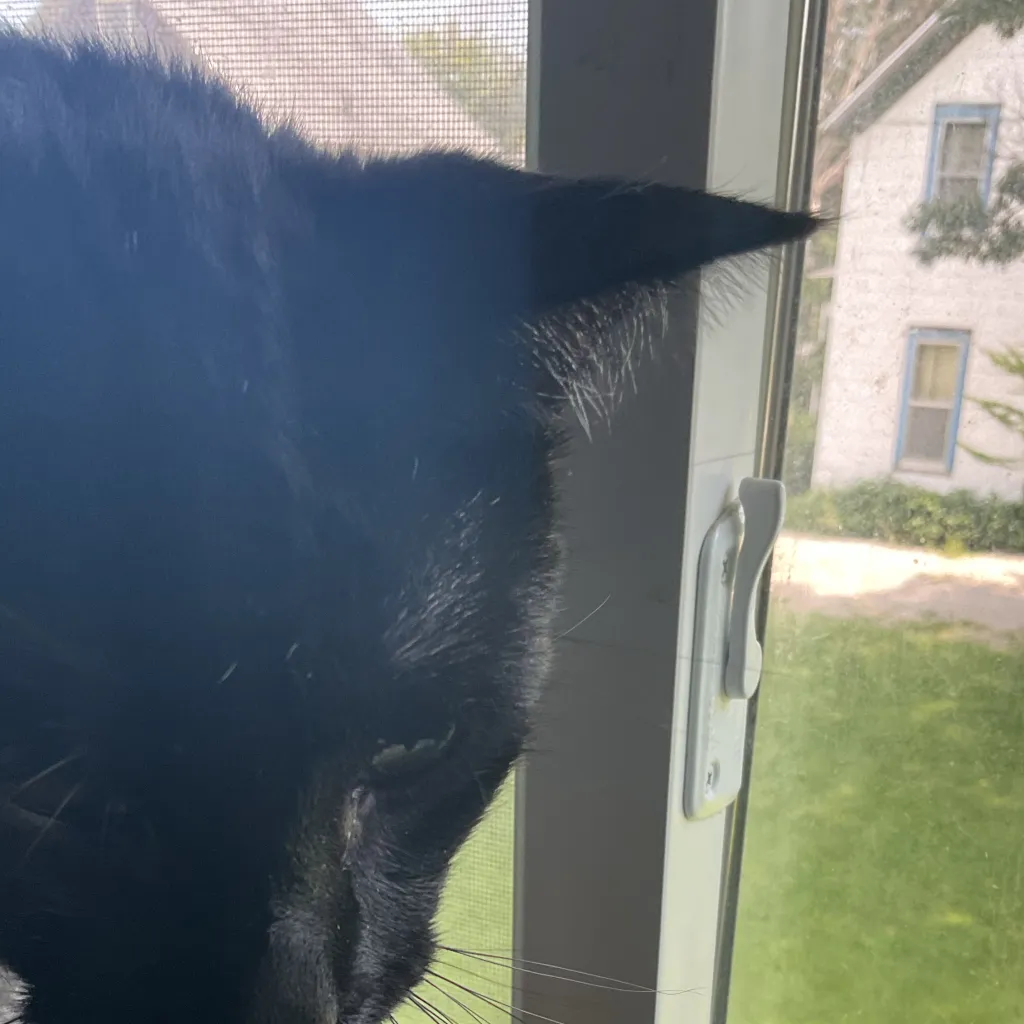 chat with ai character: Echo