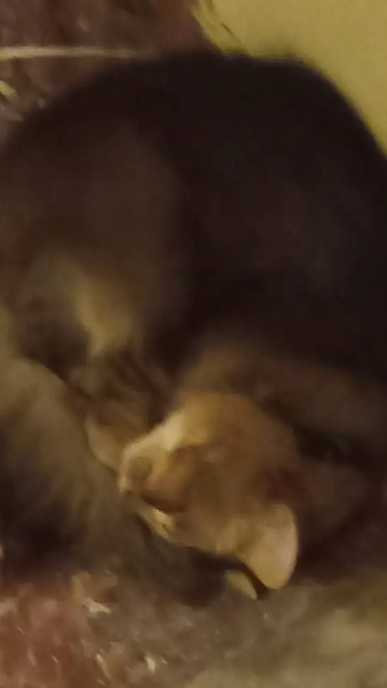 ai character: Rambo (cat) background