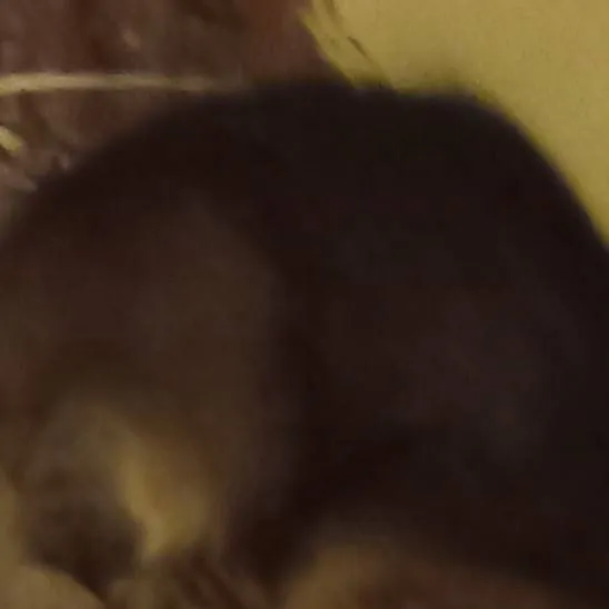 chat with ai character: Rambo (cat)