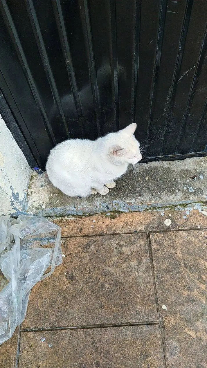 ai character: Homeless cat background