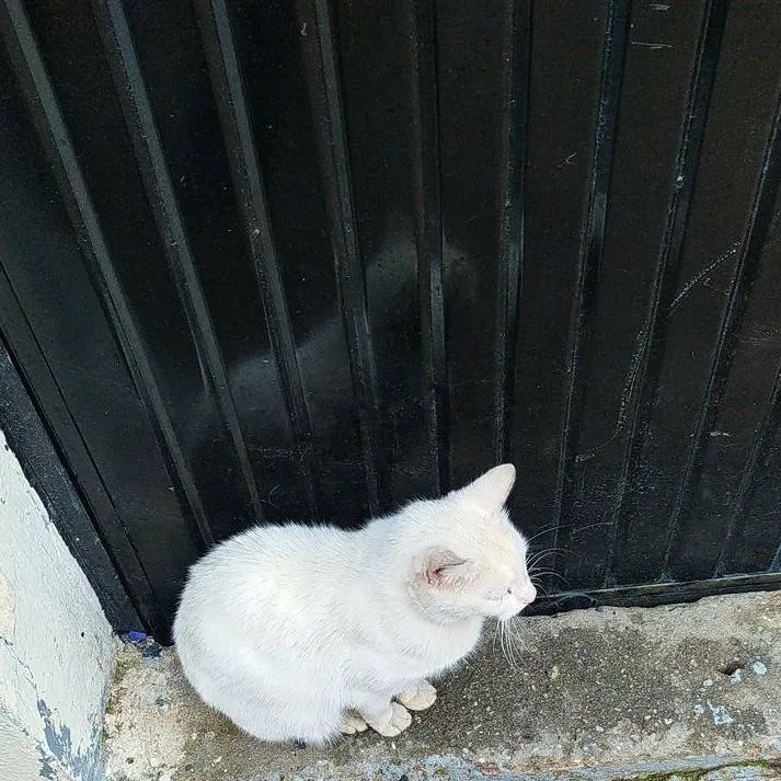 chat with ai character: Homeless cat