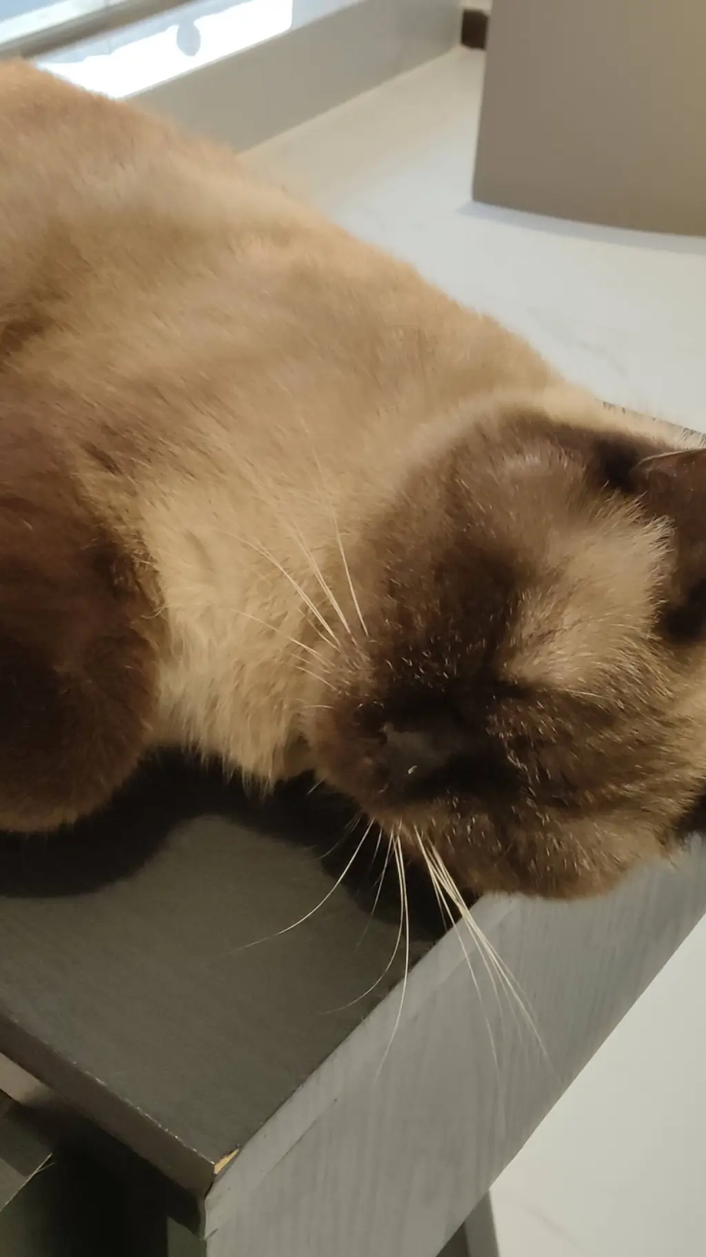 ai character: cat background