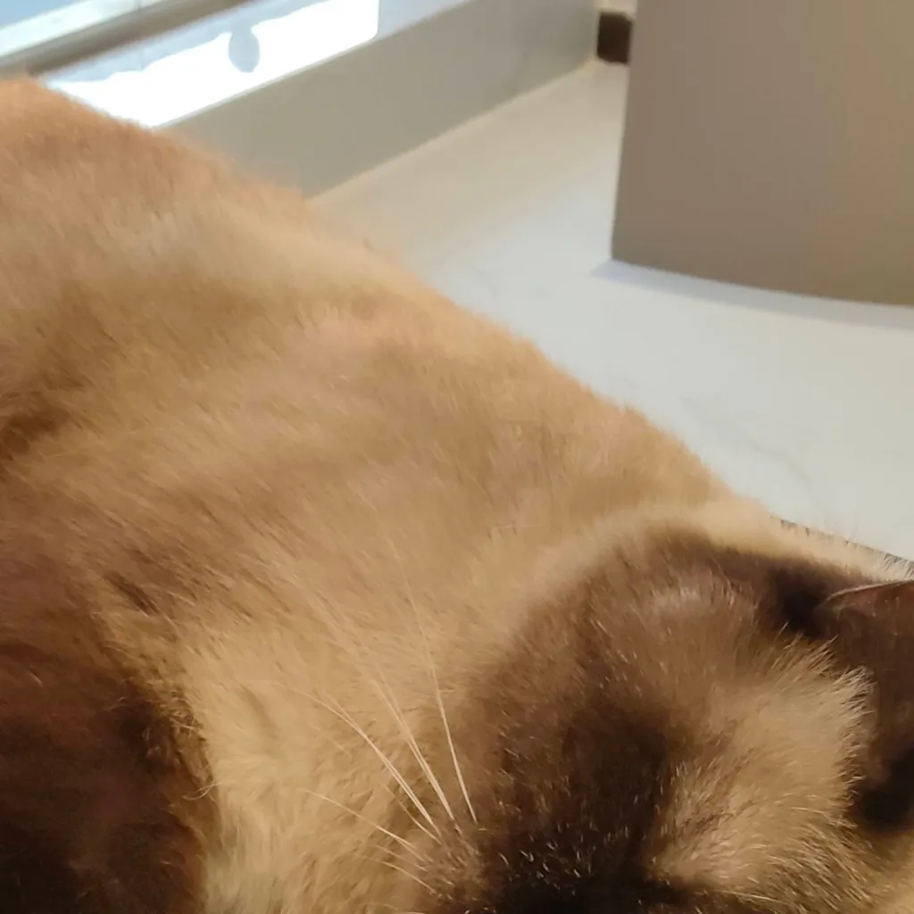 chat with ai character: cat