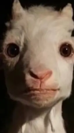 ai character: sheep background