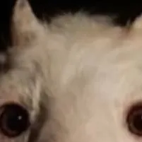 chat with ai character: sheep
