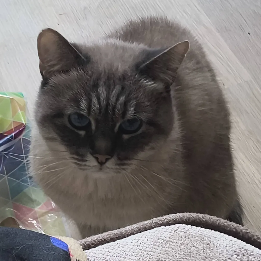 chat with ai character: 😼~{Vegas}~😼