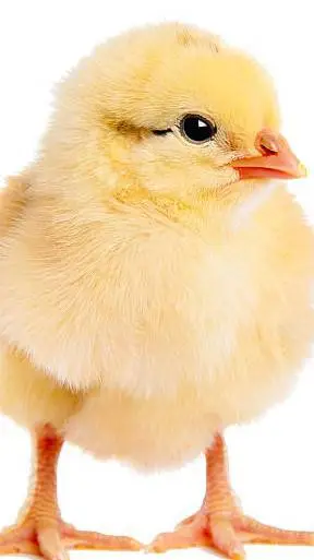 ai character: Pío background