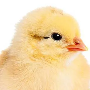 chat with ai character: Pío